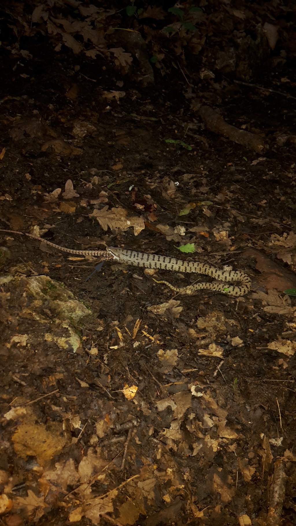 il pasto dell''aspide (Vipera aspis francisciredi)